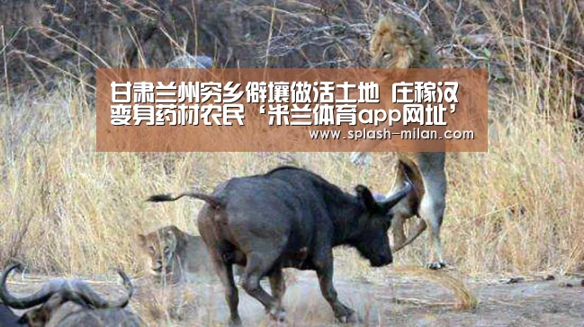 甘肃兰州穷乡僻壤做活土地 庄稼汉变身药材农民‘米兰体育app网址’(图1) 米兰体育app下载